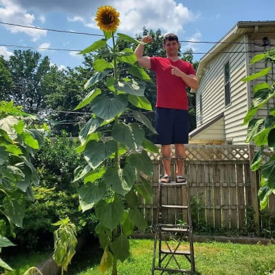 Skyscraper sunflower outlet
