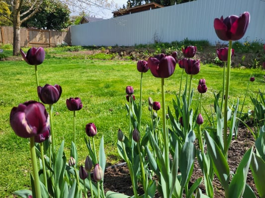 Bulbes de Tulipes Queen of night à planter au jardin