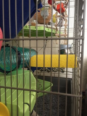 Lava outlet ledge petsmart