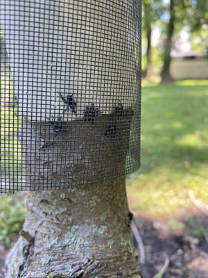 Kill over 500 insects - Sevin® Insect Killer Concentrate | Sevin