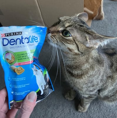 Dentalife cat deals treats
