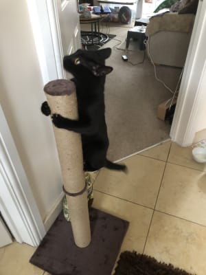 Pets at Home Thompson Tall Cat Scratch Post Pets At Home