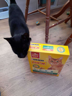 Go cat indoor sale
