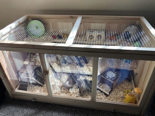 Climb and Hide Small Animal Boredom Breaker Pets At Home