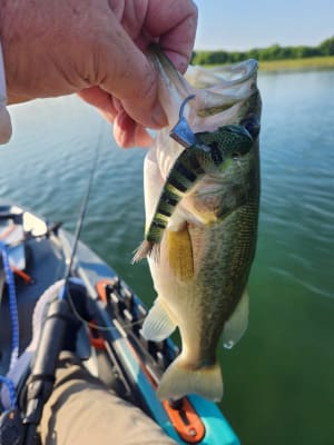 Catch Co. Mike Bucca's Weedless Baby Bull Shad