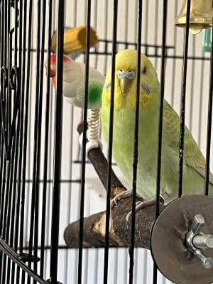 Pets at 2025 home parrot cages