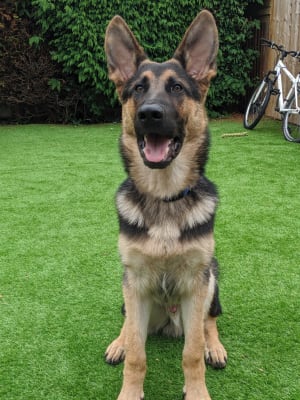 ava large breed junior