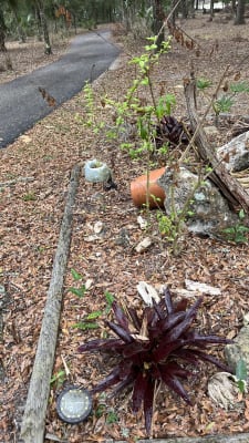 Amazon.com: Texas Oklahoma Wildflower Seeds Mixture - Bulk 1
