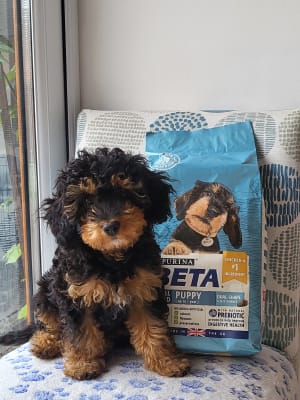 Beta Small Breed Dry Puppy Food Chicken 2kg Pets At Home
