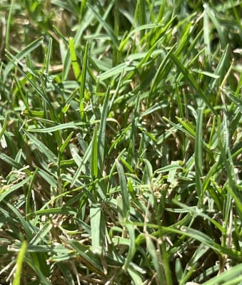 ハイセラクィーン　お米 Amazon | ハイセラクィーン | 炊飯器用交換部品 通販