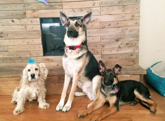 Nutrena loyall life large breed puppy sales