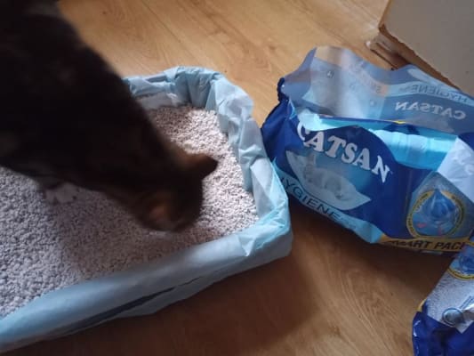 Catsan 20l pets at store home