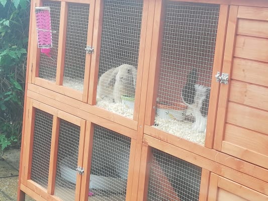 Pets at Home Bluebell Guinea Pig and Rabbit Hideaway Hutch X Large