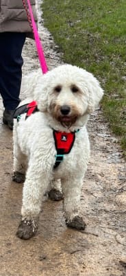3 peaks excursion dog harness hot sale