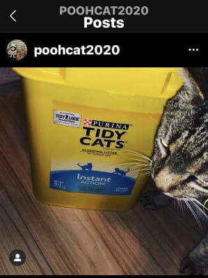 big lots kitty litter