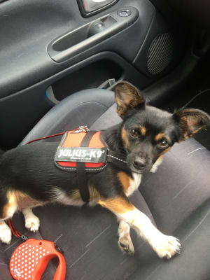 Julius k9 harness chihuahua online