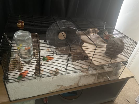 Glass hamster cage store pets at home