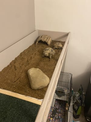 Tortoise soil outlet pets at home