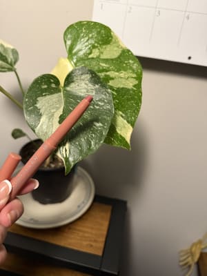 View Gallery Image #13