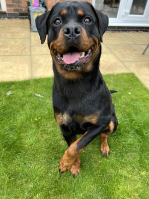 Arden discount grange rottweiler