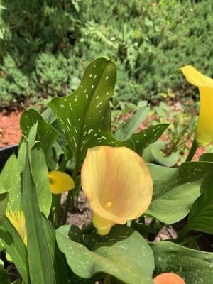 Calla Lily | Chunky Mix Iridescent Yellow Glitter