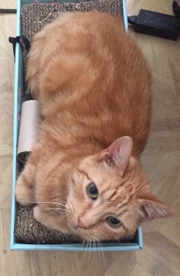 Seresto cat collar pets best sale at home