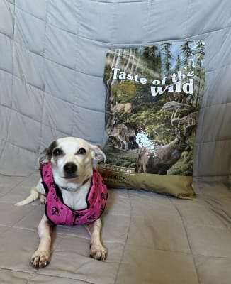 Taste of the Wild Pine Forest Venison Legumes Adult Dry Dog Food