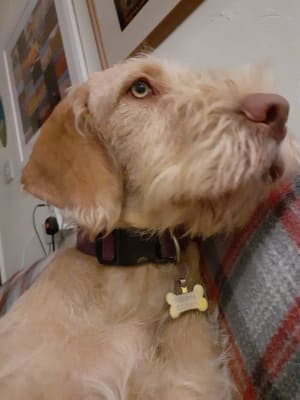 Chudleys puppy food 12kg online