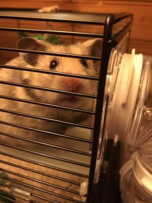 Pets at home deals hamster cage with tubes