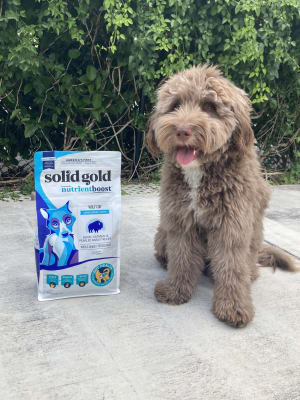 Leaping waters dog food clearance