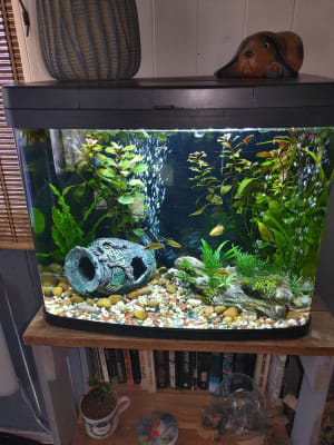 Fish tank light clearance pets at home