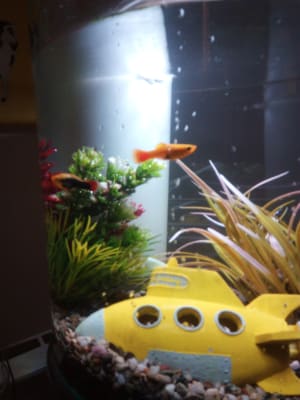 Marina iGlo 360 Aquarium Tropical Fish Tank 10L Starter Kit LED Lighting  Heater