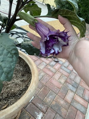 Purple petticoats angel trumpet