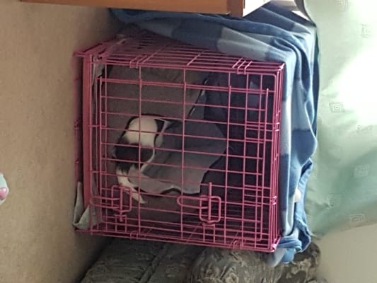 Dog cage argos hotsell