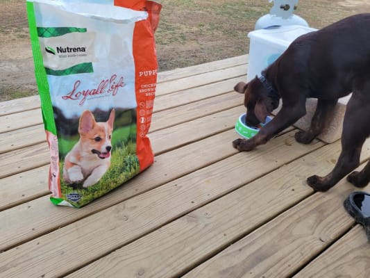 Loyall Life Chicken Brown Rice Puppy Dry Dog Food 20 Lb Bag Dog Food Loyall Life CAL Ranch