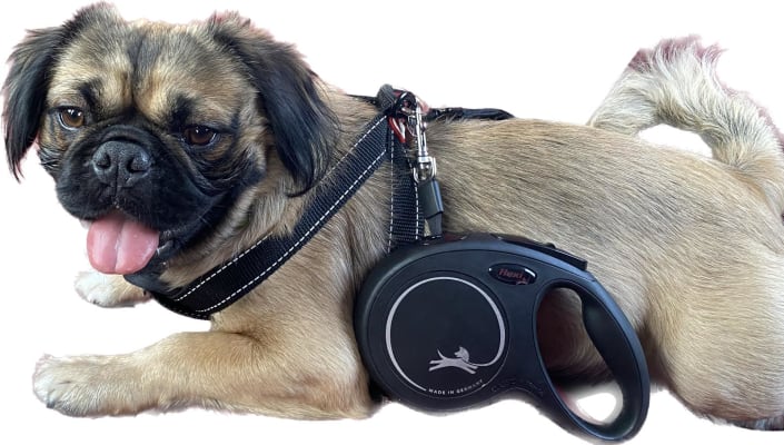 Flexi New Classic Extending Dog Lead Tape 5m Black Medium Pets
