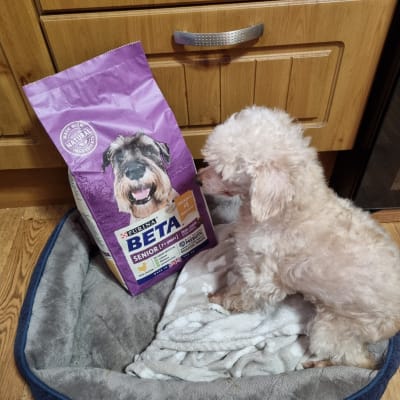 Beta senior dog food pets shop at home