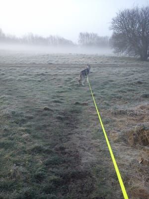 giant flexi retractable lead