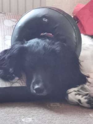Thrive Comfy Inflatable Cat and Dog Vet Collar Pets At Home