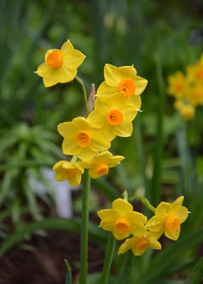 Daffodil Grand Soleil d'Or Bulbs, Wholesale Pricing