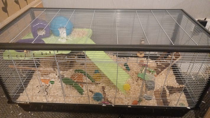 Savic plaza rat and syrian hamster cage best sale