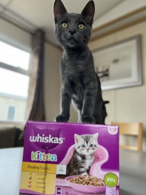 Whiskas baby cat hotsell
