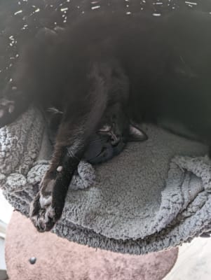 Hillary high sleeper cat post online