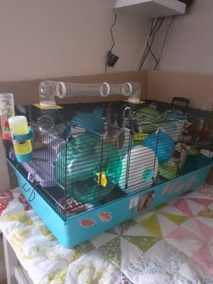 Hamster sky metro online