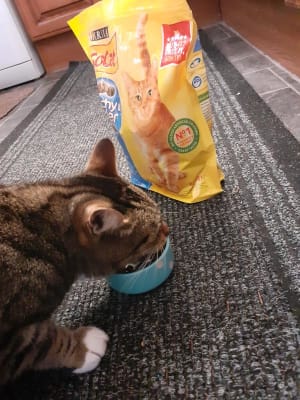 Pets at home go cat shop