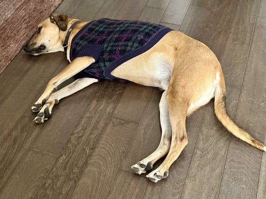 Old navy deals dog coat