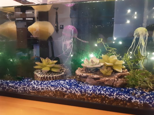 Pets At Home Kid S Aquarium With Filter 24 Litre Pets At Home