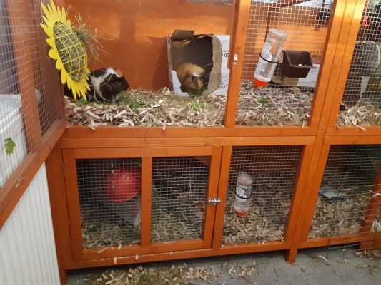 Bluebell guinea new arrivals pig hutch