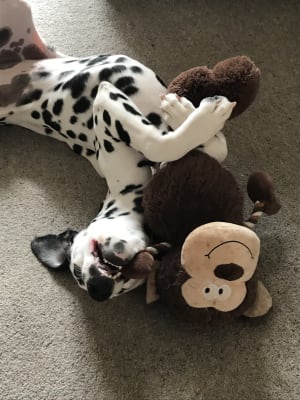 Pets at home monkey shop dog toy