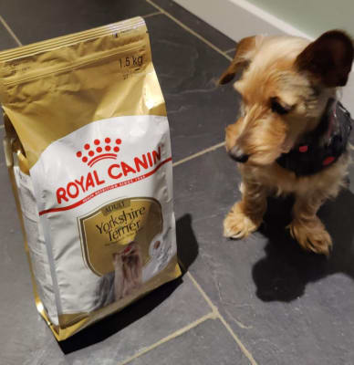 Royal Canin Breed Health Yorkshire Terrier Dry Adult Dog Food